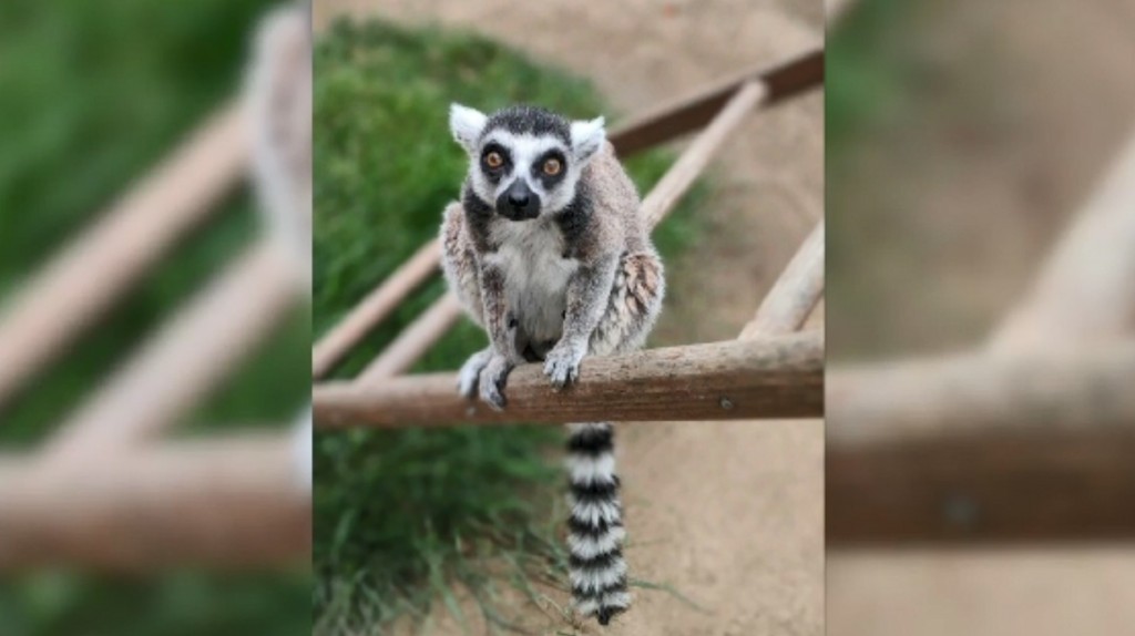 Teen who stole endangered lemur from zoo sentenced to federal prison