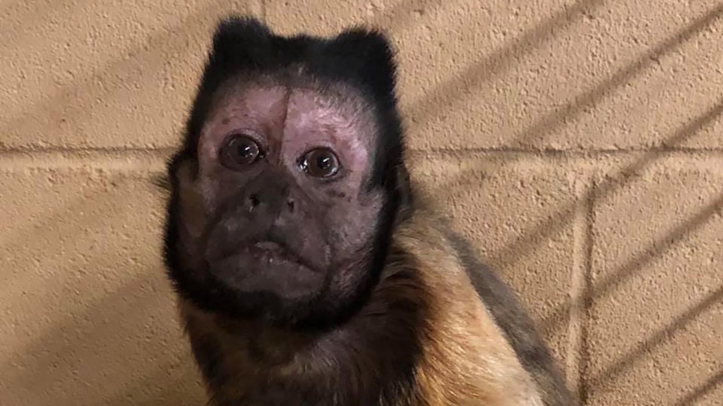 Kansas zoo’s monkey dies after intruder breaks in