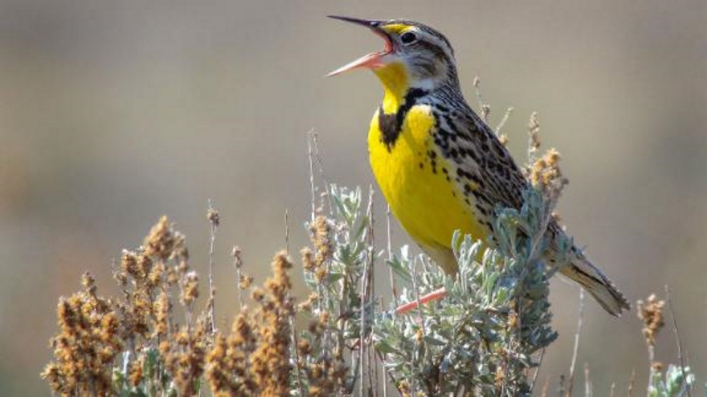 Birds are dying off at an alarming rate. Here’s how you can help