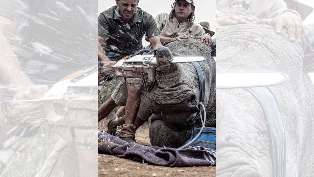 South African student fights animal poaching using wildlife photos