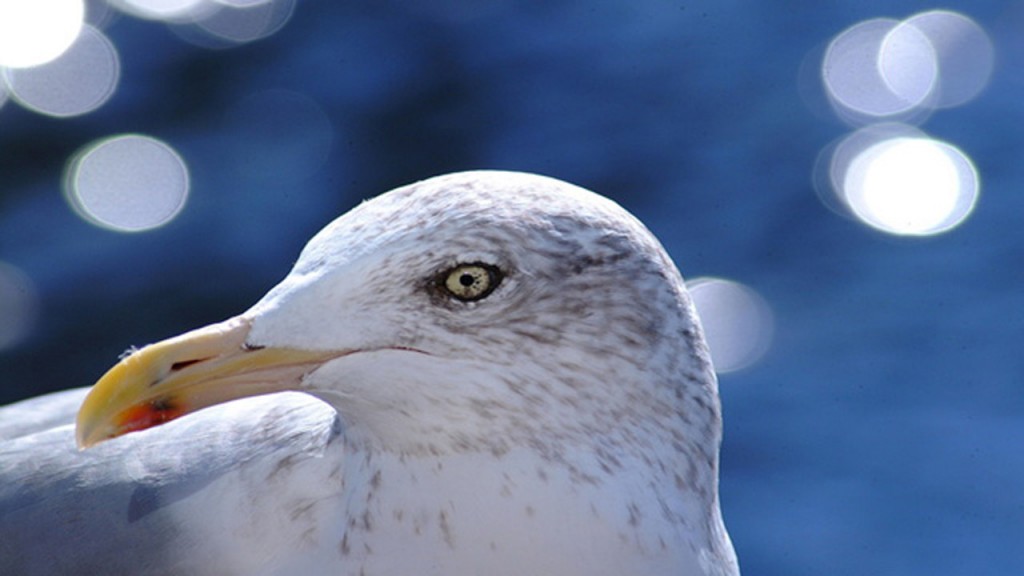 Drunken seagulls prompt uptick in animal rescue calls