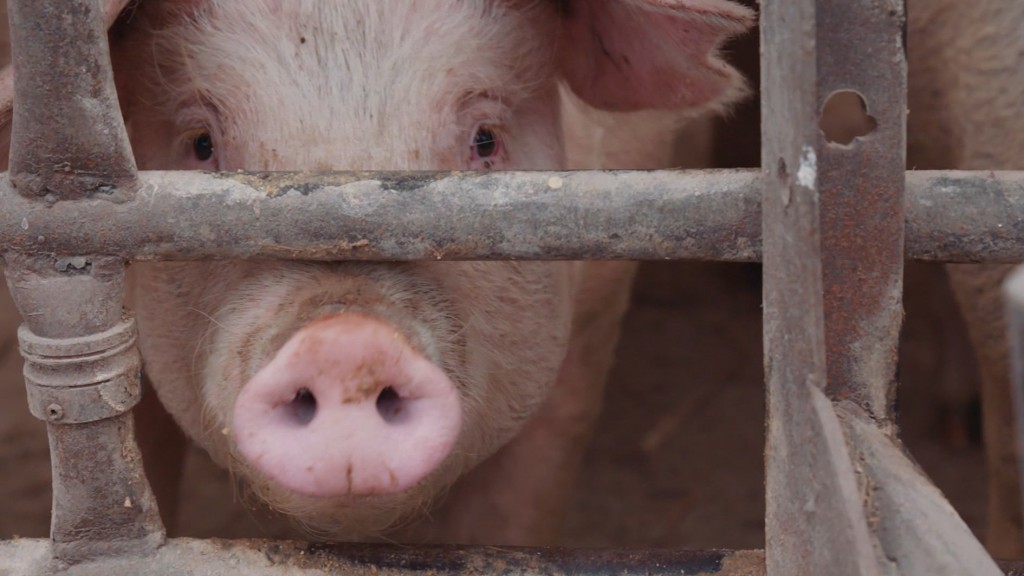 Reviving cells in a pig’s brain could change medicine