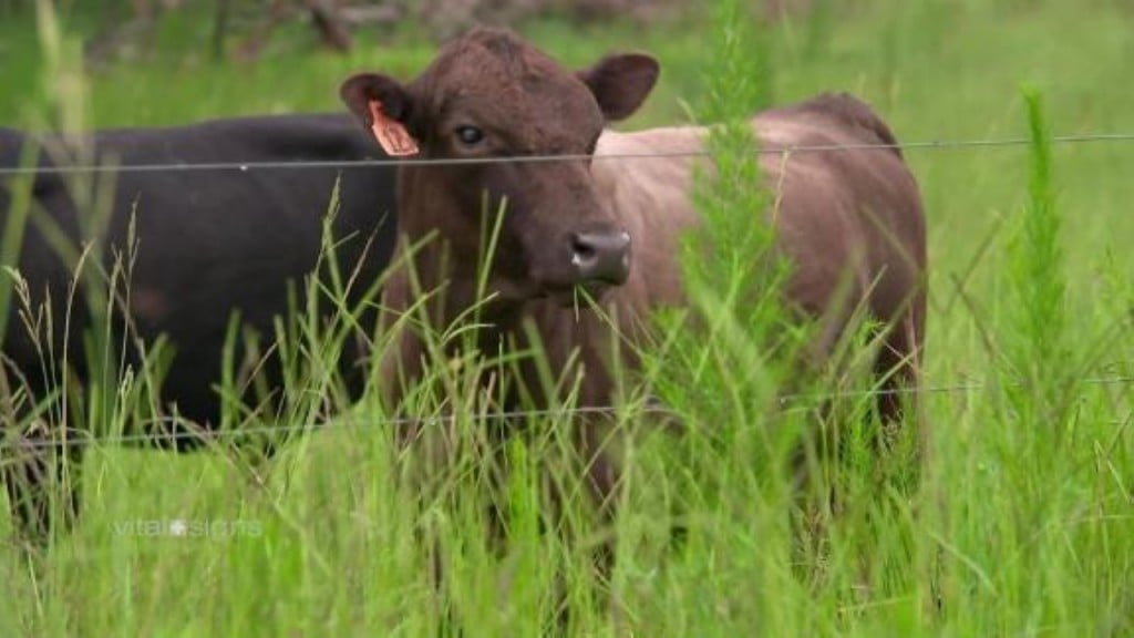 Could fake meat burgers make cows obsolete?