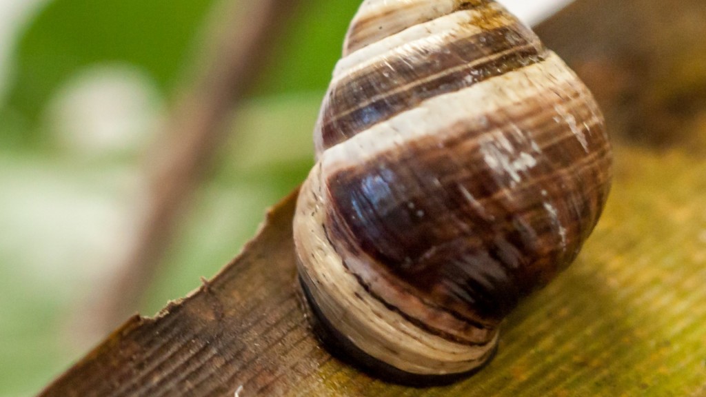 Lonely George, last Hawaiian tree snail, dies