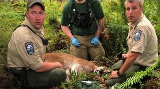 911 calls reveal desperate moments after cougar attack
