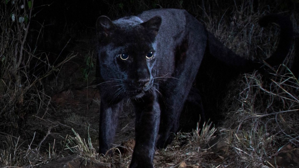 Rare black leopard photographed for first time in 110 years