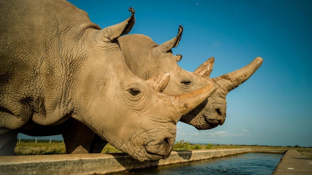 Eggs extracted from last 2 northern white rhinos may save species