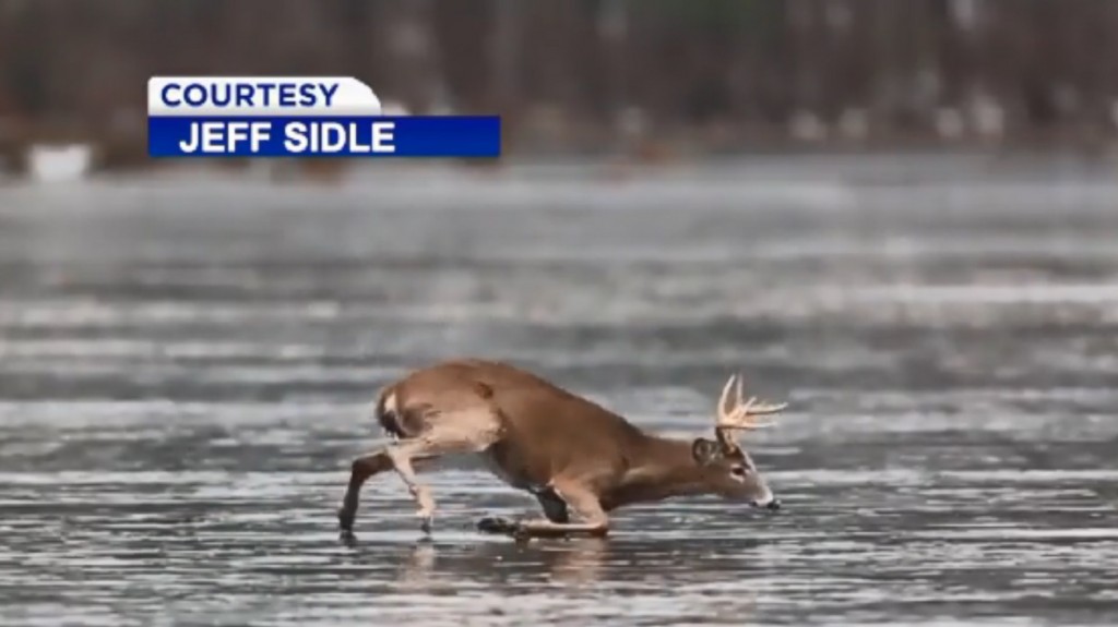 Caught on cam: Trophy buck rescued from frozen pond