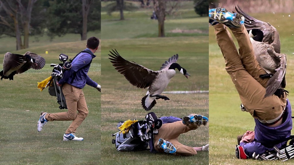 Canada goose attacks high school golfer on Michigan course