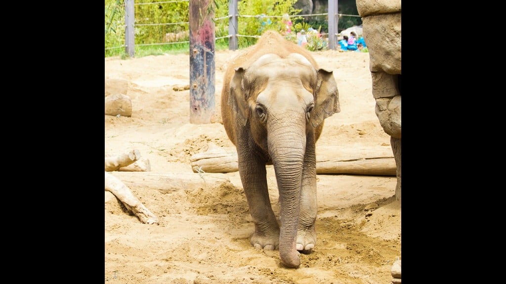 Santa Barbara Zoo euthanizes Little Mac, its last elephant