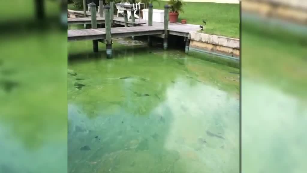Gulf Coast beaches closed due to algae bloom