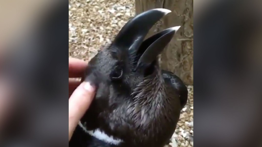 Bird or bunny? Optical illusion confuses internet