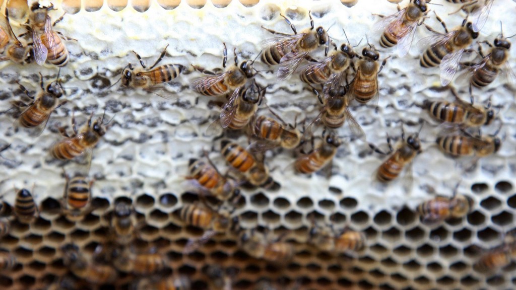 EPA expands use of pesticide that can be toxic to bees