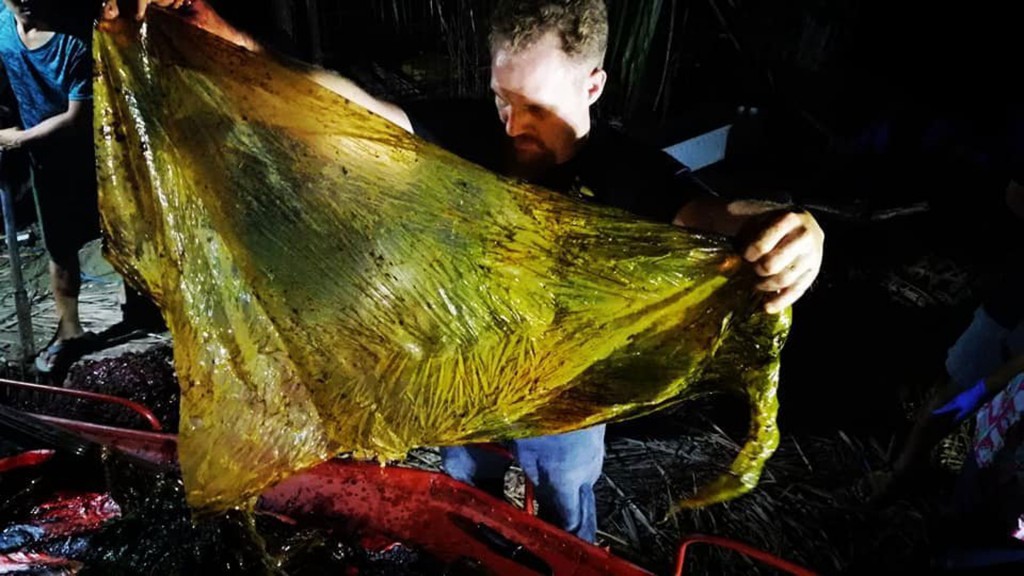 Dead whale found with 40 kg of plastic bags in stomach