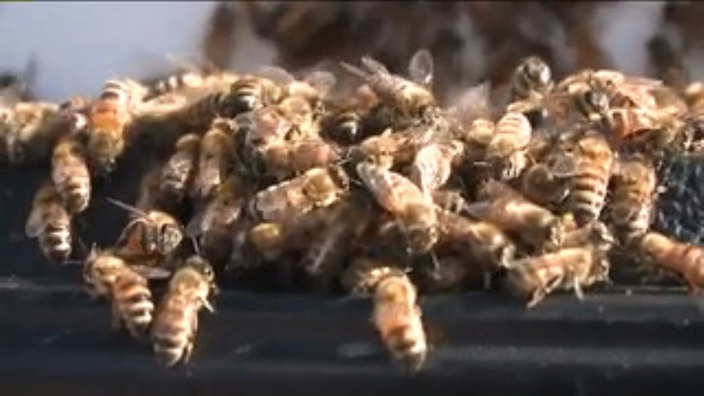 Beekeeper groups sue EPA over pesticide decision