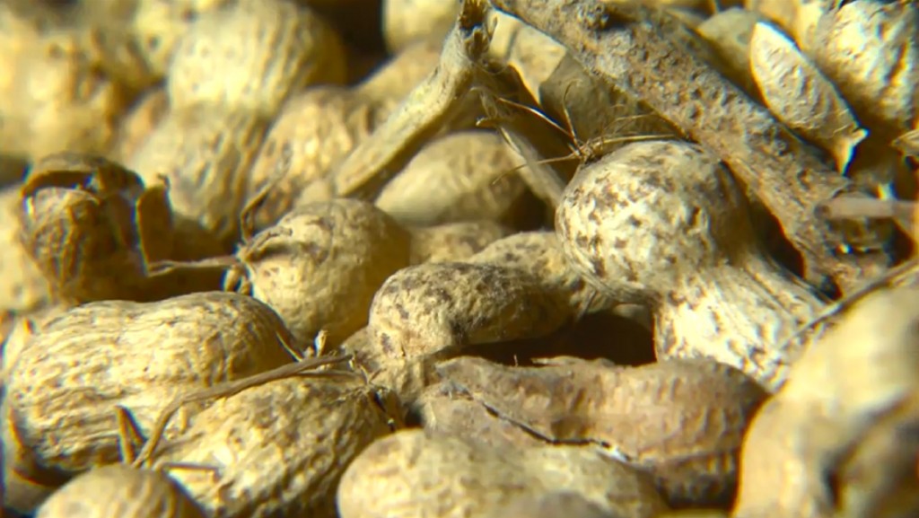FDA takes major step toward approving first peanut allergy treatment