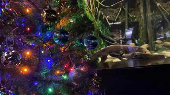 Electric eel powers Christmas lights