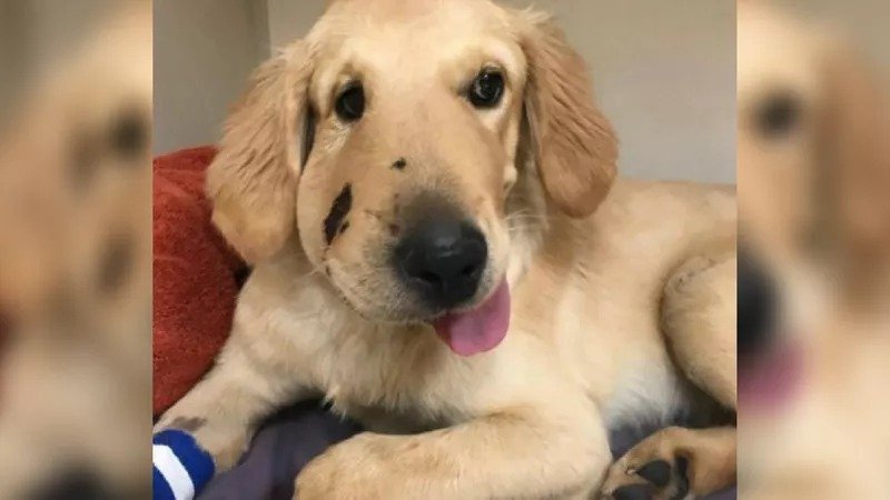 Hero puppy saves owner from rattlesnake