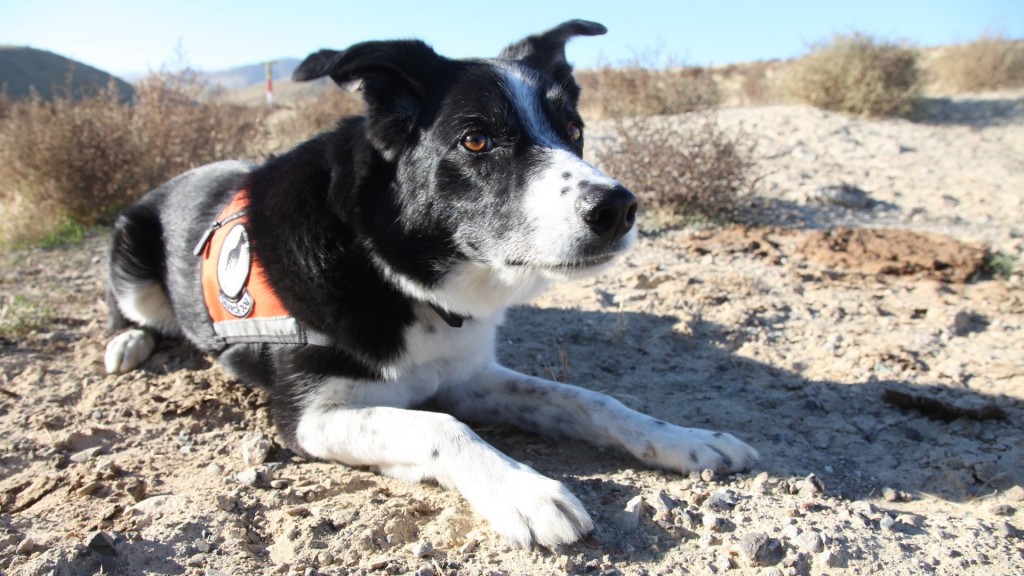 How conservation dogs help track endangered species