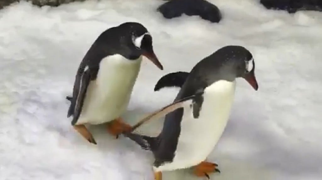 Same-sex penguins become parents