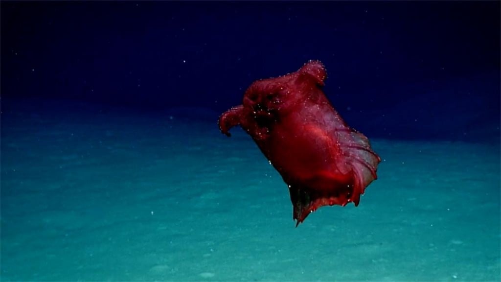 How image of ‘headless chicken monster’ may help Antarctic conservation