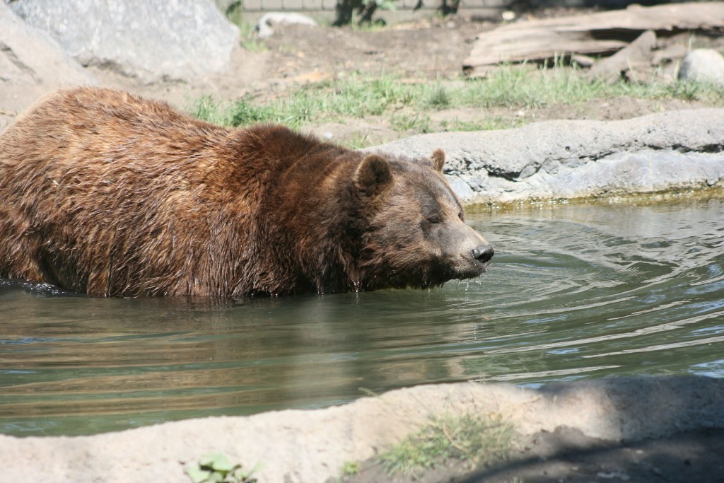 Restoration of protections for Yellowstone grizzlies urged