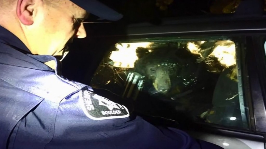 Colorado deputies free bear locked in vehicle