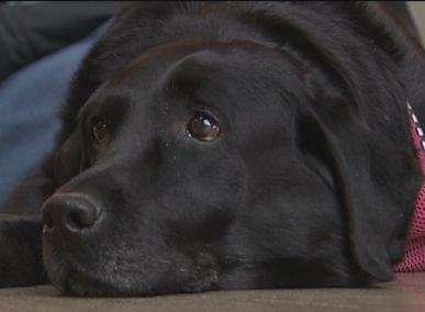 Faithful dog needs help to continue serving