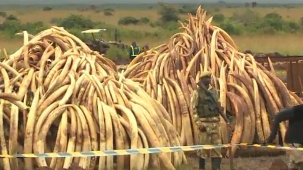Some African countries mull selling ivory again
