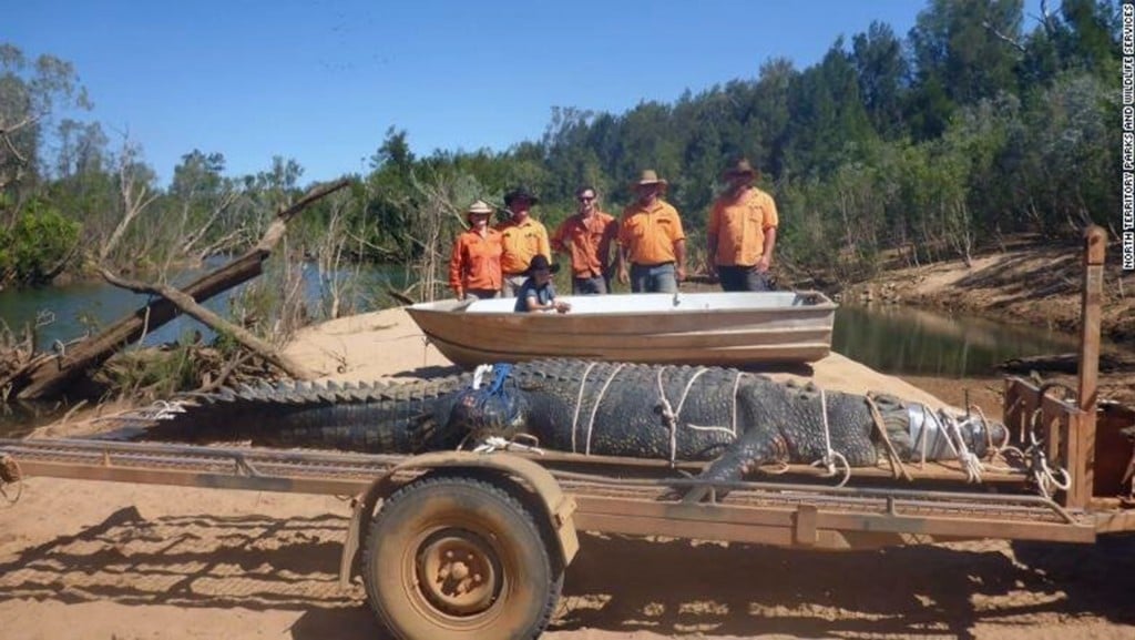 After 8-year search, Australian rangers capture massive crocodile