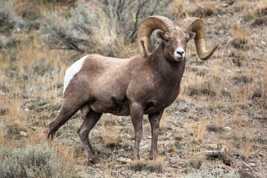 Yellowstone rams catch disease causing unsightly mouth sores