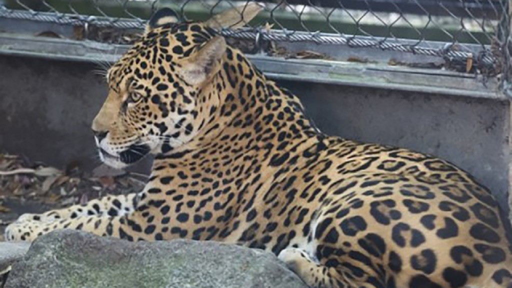 Jaguar kills 4 alpacas, emu, fox at New Orleans zoo