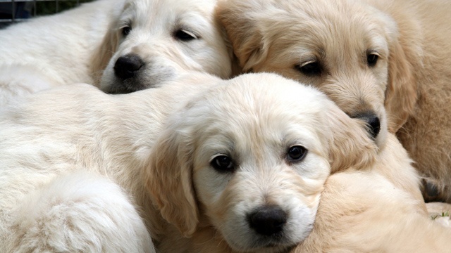 Puppies may be making people sick, CDC says