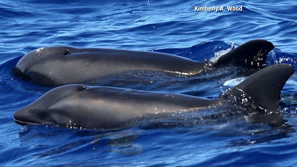 Rare dolphin-whale hybrid spotted near Hawaii