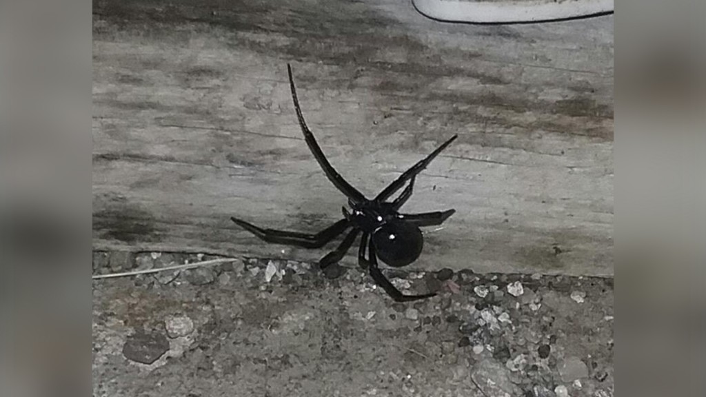 PHOTOS: What kind of spider is this?