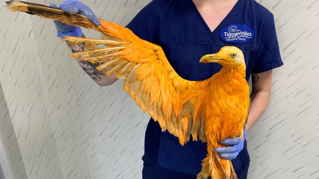 Exotic-looking orange bird turns out to be seagull covered in curry