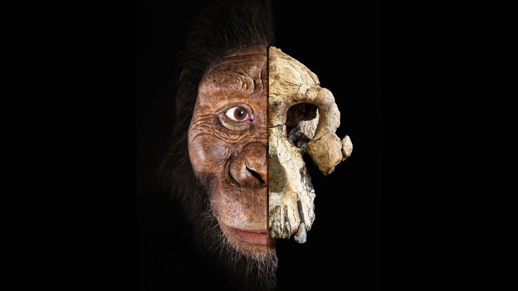 Revealing the new face of a 3.8-million-year-old early human ancestor