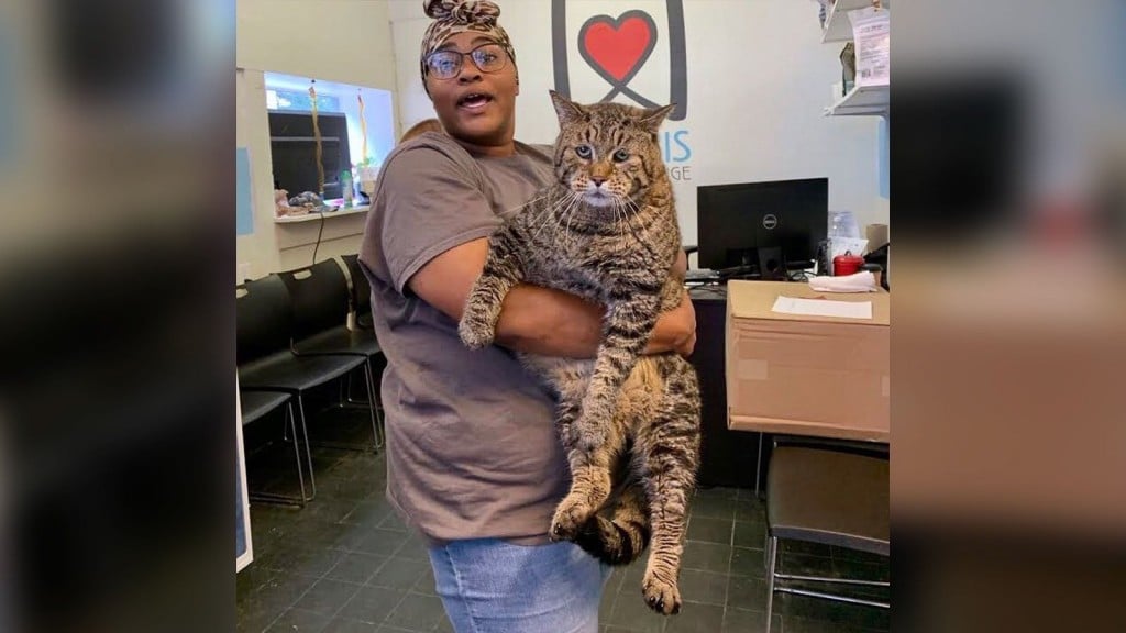 26-pound shelter cat that enchanted internet finds home