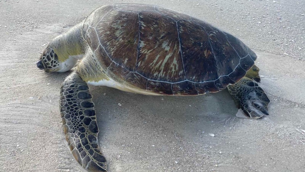 Red tide likely cause of high number of sea turtle deaths