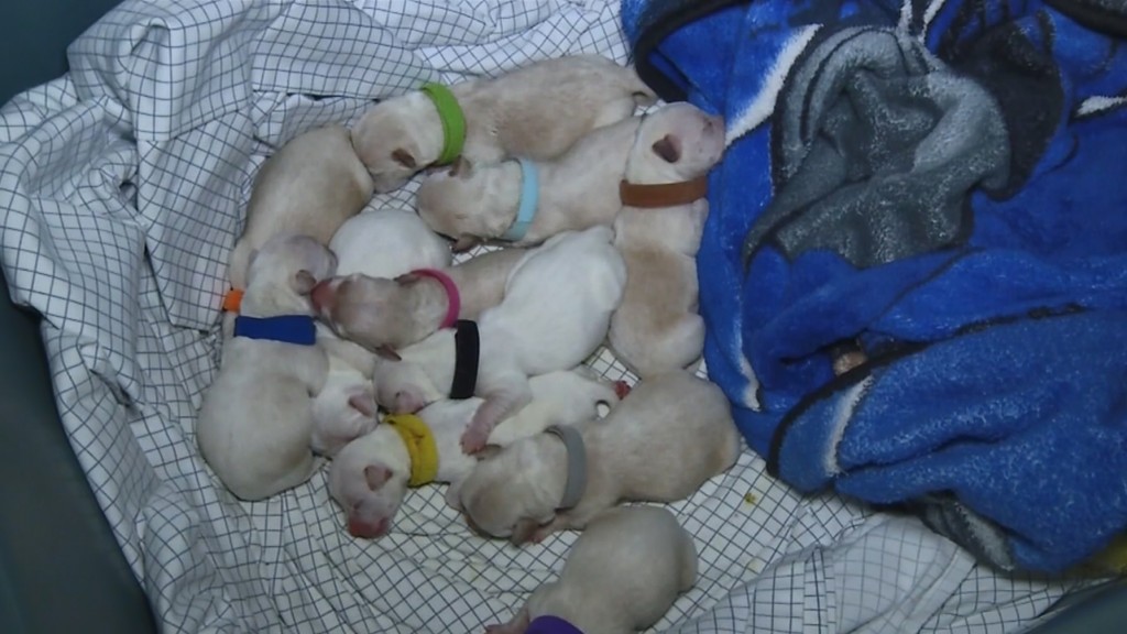 Chihuahua gives birth to 11 puppies