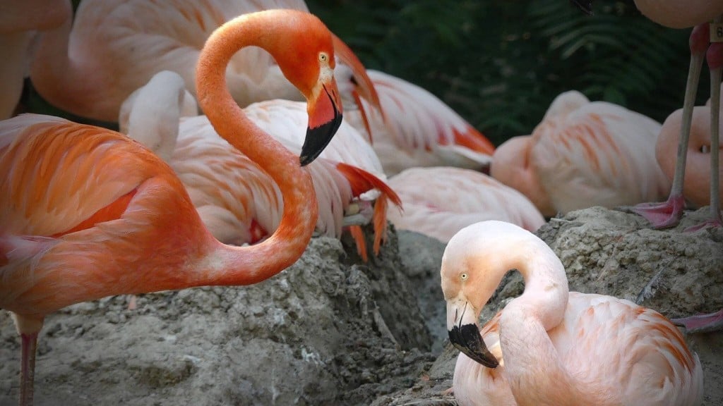 Denver Zoo shares story of same-sex flamingo couple