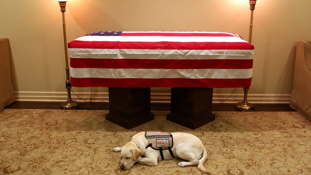 How VetDogs trains service dogs like Sully