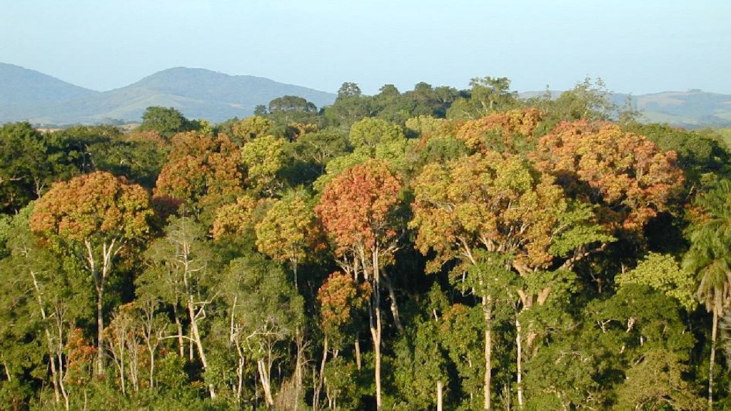 Gabon first African country to receive funding for preserving its rainforests