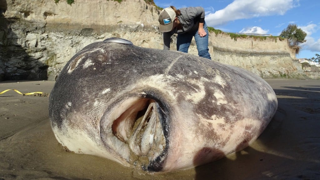 7-foot sunfish washes up on Calif. beach