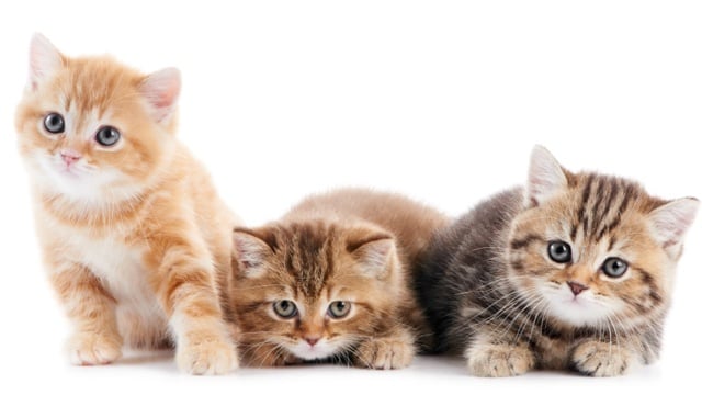 Clean litter box can help prevent urinary tract issues for cats