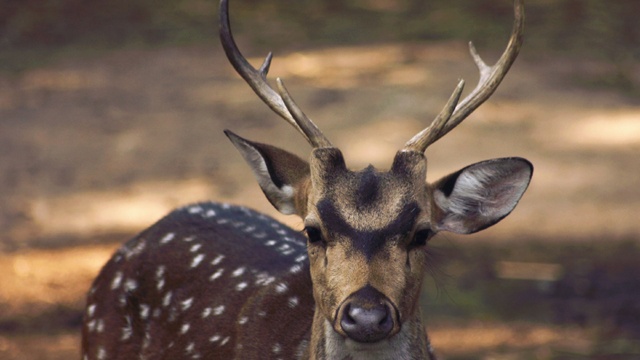 Deer in Oregon found shot with arrows, still living