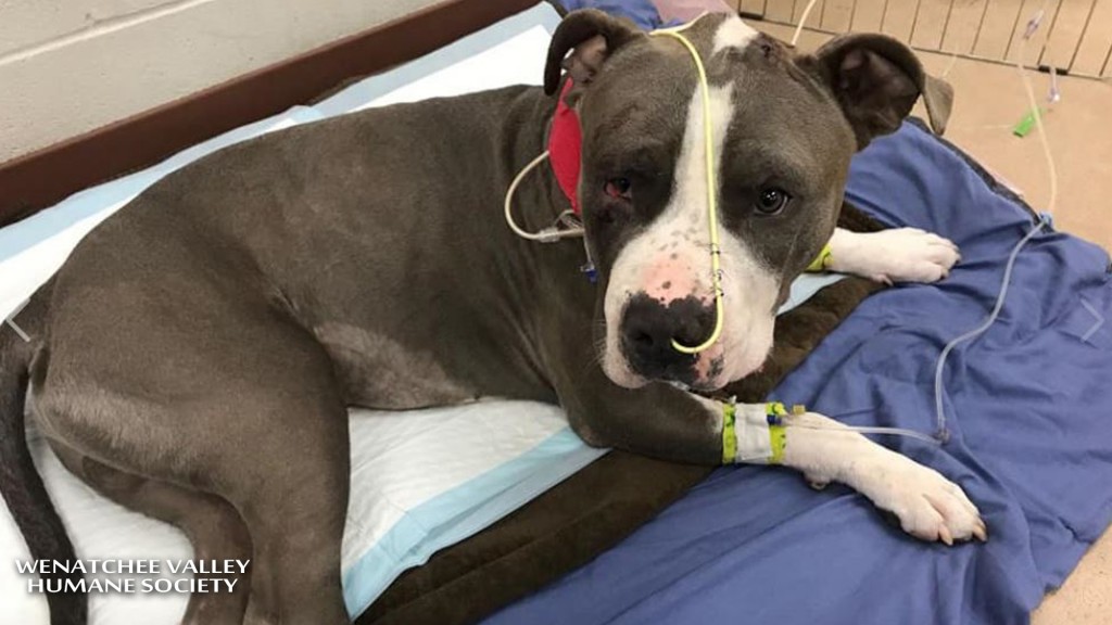 Wenatchee Valley Humane Society helps dog that was shot in the head