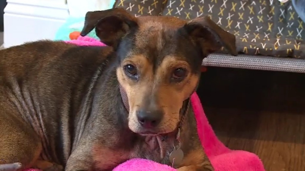 Woman adopts ‘sweet’ dog with terminal cancer