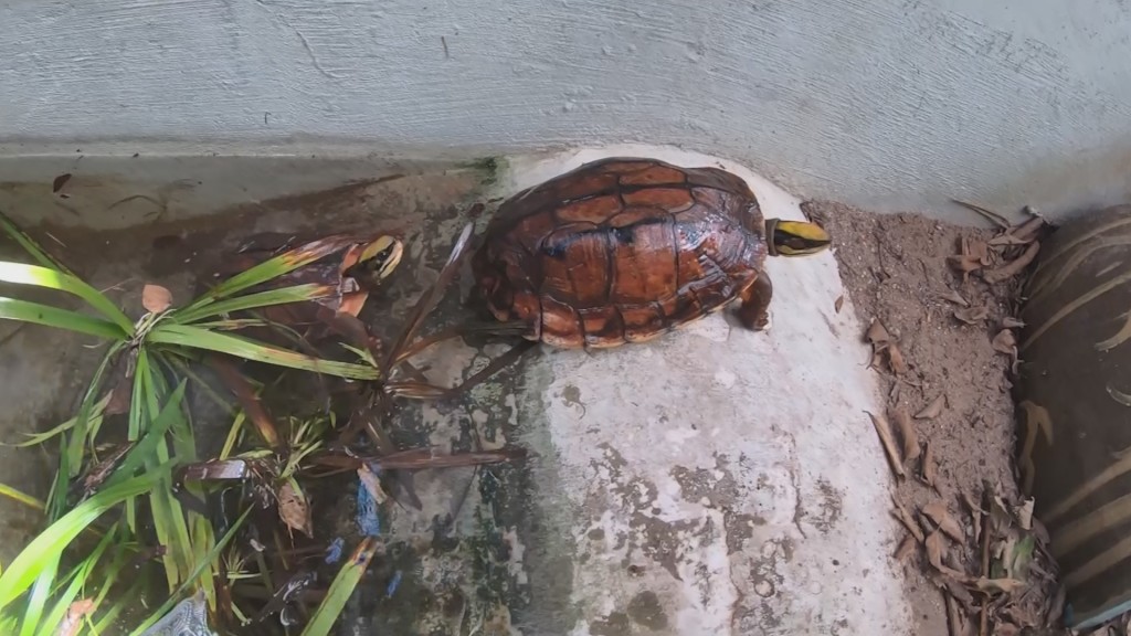 Black market taking Hong Kong turtles to brink of extinction