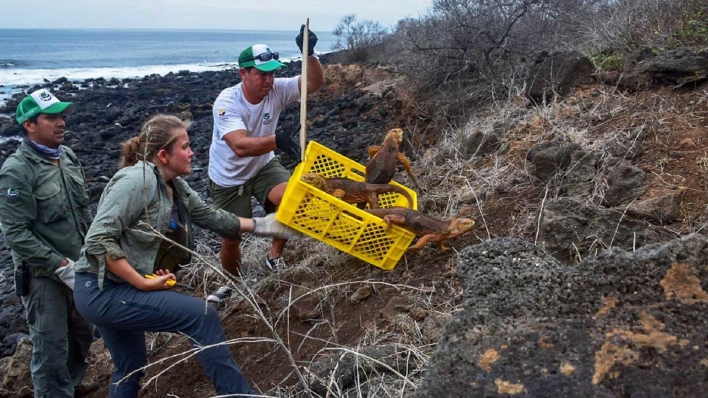 Iguanas reintroduced to Galapagos island after 200 years
